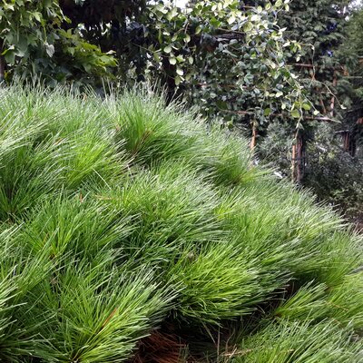 Pinus Brepo(R)(Pierrick Bregeon) -1/2 Std -  45L - 100cm stem - image 2