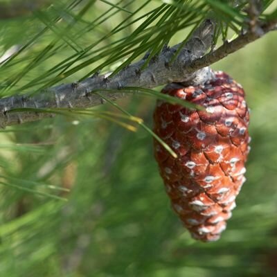 Pinus Halepensis - 45L - 350cm