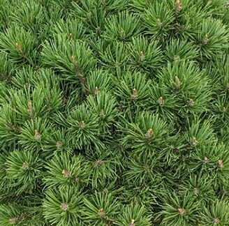 Pinus Mugo Mops (Dwarf Mountain Pine) 35L - 70cm