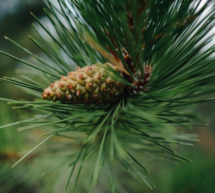 Pinus Nigra - 80L - 300cm - Windlestone Nursery & Garden Centre in ...