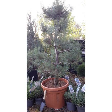 Pinus Nigra Bonsai