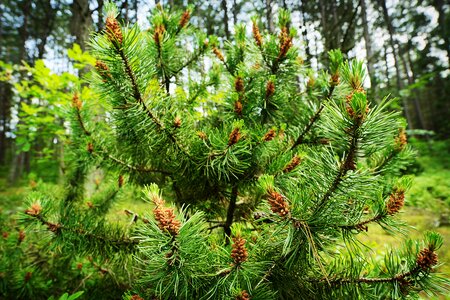 Pinus Sylvestris Fastigiata - 35L -  150cm