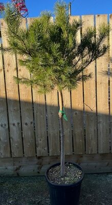 Pinus Sylvestris Half Std. - 40L - image 1