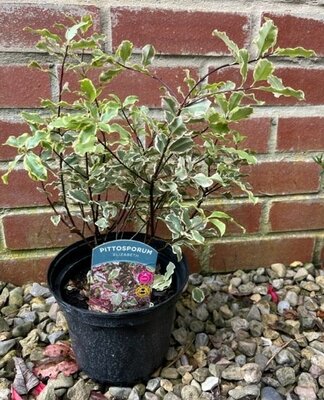 Pittosporum Tenuifolium Elizabeth 2L