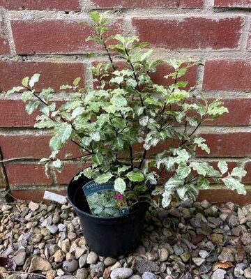 Pittosporum Tenuifolium Irene Paterson 2L