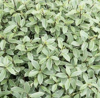 Pittosporum Tenuifolium Silver Ball - 9L - 60cm diameter