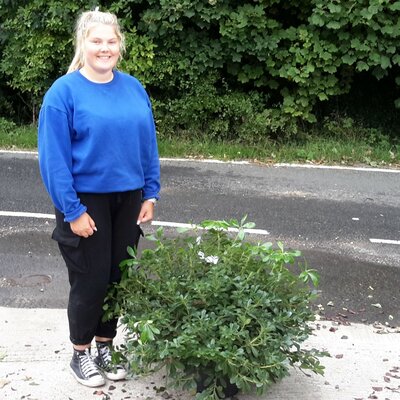 Pittosporum Tobira 'nanum' - 15L - 60cm - image 1