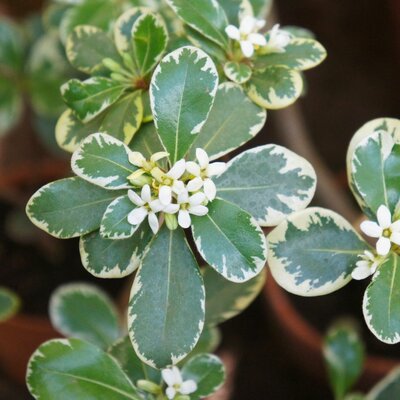 Pittosporum Tobira Variegatum - 25L - image 2