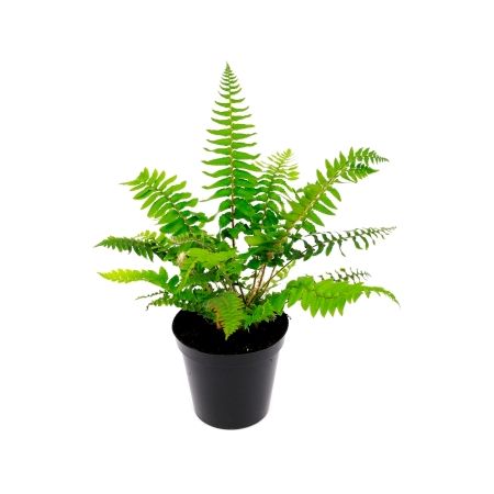 Polystichum munitum - 2L (Sword fern)