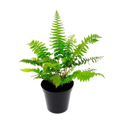 Polystichum munitum - 2L (Sword fern)