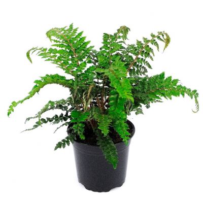 Polystichum Polyblepharum - 0.5L (Tassel fern, Japanese Lace fern) - image 1