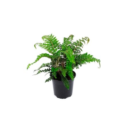 Polystichum Polyblepharum - 0.5L (Tassel fern, Japanese Lace fern) - image 2