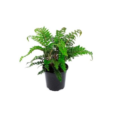 Polystichum Polyblepharum - 0.5L (Tassel fern, Japanese Lace fern) - image 2