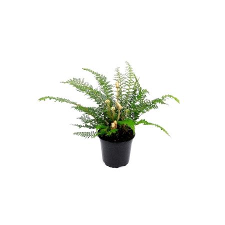 Polystichum set'. herrenhausen' - 0,5L (Coniferous fern)