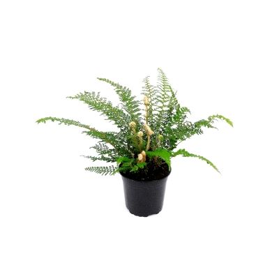 Polystichum set'. herrenhausen' - 0,5L (Coniferous fern)