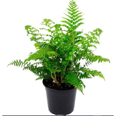 Polystichum Setiferum - 10L (Soft Shield fern)