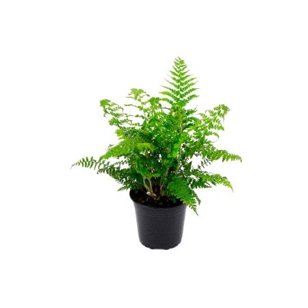 Polystichum Setiferum - 2L (Soft Shield fern) - image 2