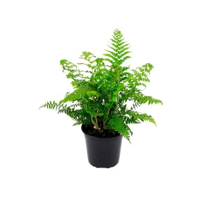 Polystichum Setiferum - 2L (Soft Shield fern) - image 2