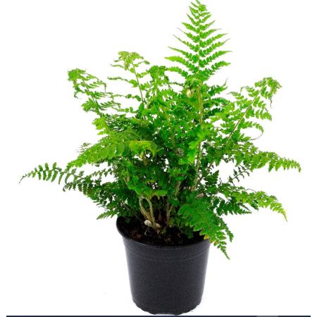 Polystichum Setiferum Proliferum- 2L (Soft Shield fern)