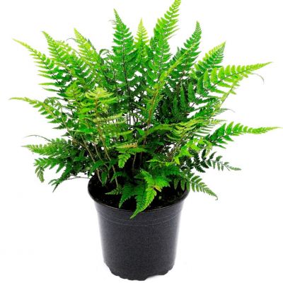 Polystichum Tsus-Simense - 5L (Korean Rock fern)