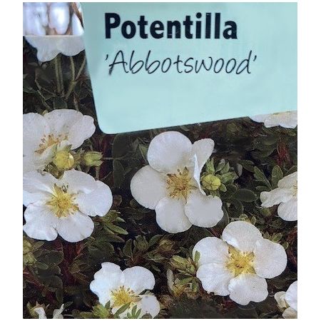 Potentilla Fruticosa Abbotswood 2L