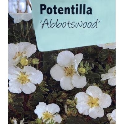 Potentilla Fruticosa Abbotswood 2L