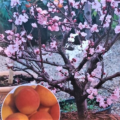 Prunus Armeniaca Dwarf  (Apricot Tree) - 9L