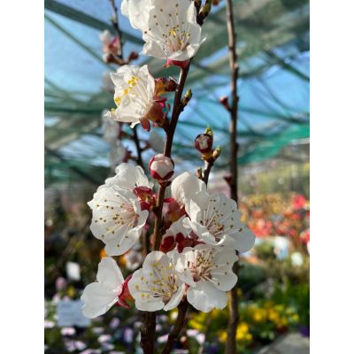 Prunus Armeniaca Tyrinthos (Apricot Tree) - image 2