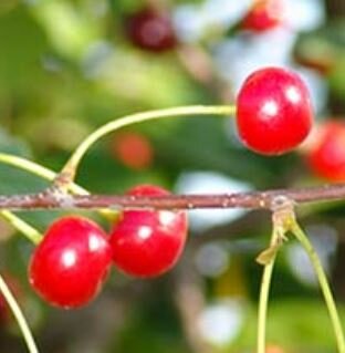 Prunus Avium Amarena  (Cherry Tree)