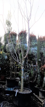 Prunus Avium (Ciliegio) Cherry Tree - 3.5m - image 2