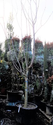 Prunus Avium (Ciliegio) Cherry Tree - 3.5m - image 2