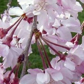 Prunus Avium (Ciliegio) Cherry Tree - 3.5m