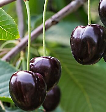 Prunus Avium Durone Kordia  (Cherry Tree)