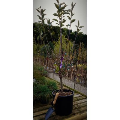 Prunus Avium Dwarf  (Cherry Tree) - image 2