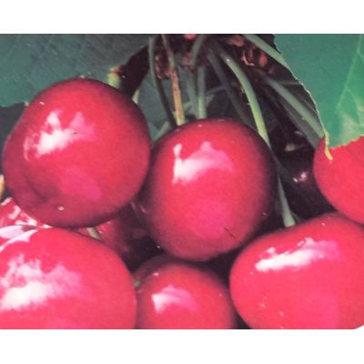 Prunus Avium Dwarf  (Cherry Tree) - image 1