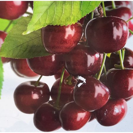 Prunus Avium Lapins-  (Cherry Tree) on frame