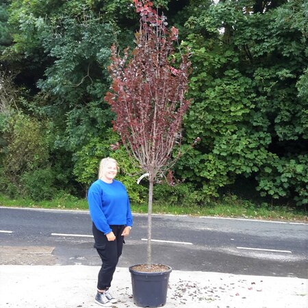 Prunus cerasifera Pissardi Nigra - 55L - 1/2 Std - 110cm clear stem - image 1