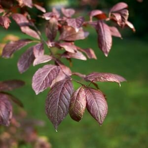 Prunus cerasifera Pissardi Nigra - 55L - 1/2 Std - 110cm clear stem - image 2