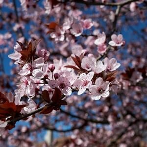 Prunus cerasifera Pissardi Nigra - 55L - 1/2 Std - 110cm clear stem - image 3