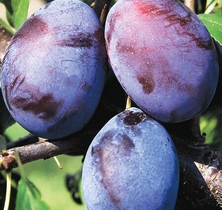 Prunus Domestica Claudia Viola (Plum Tree) - image 1