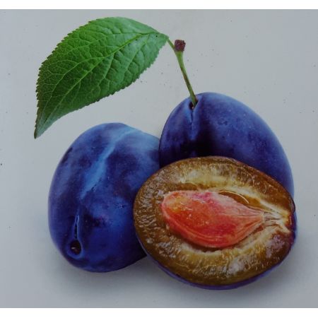Prunus Domestica Hauszwetsche Dwarf  (Plum Tree)
