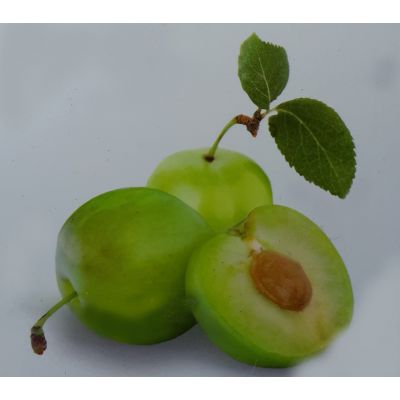 Prunus Domestica Reine Claude Verde (Greengage Tree)