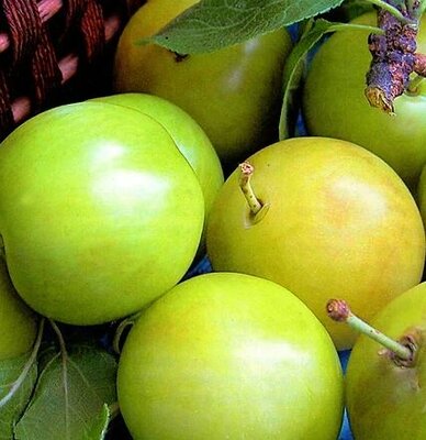 Prunus Domestica (Susino) 'Regina Claudia Verde'  (Plum Tree) - 230L - Espalier