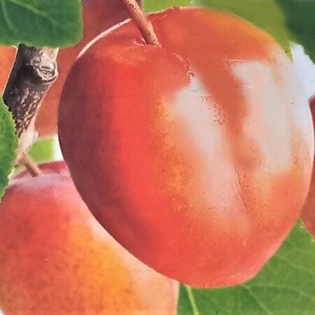 Prunus Domestica Victoria (Plum Tree) - 2m