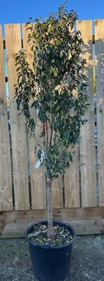 Prunus Lusitanica Angustifolia - (Portugal Laurel) - 25L - 1/2 Std - image 1