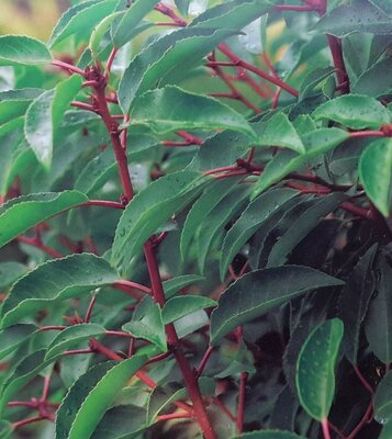 Prunus Lusitanica Angustifolia - (Portugal Laurel) - 25L - 1/2 Std - image 2