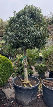 Prunus Lusitanica Angustifolia - (Portuguese Laurel) 1/2 std XL