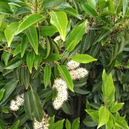 Prunus Lusitanica Augustifolia (Portugal Laurel) - 285L - Column - 150cm height, 100cm x 100cm  wide - image 2