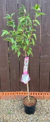 Prunus nipponica Brilliant (Cherry Tree) - 1/4 standard 3L- 60cm clear stem