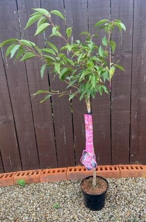 Prunus Okame (Cherry Tree) - 1/4 standard 3L- 60cm clear stem